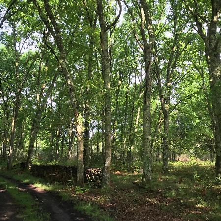 Spa et détente au cœur de la forêt des Landes Luglon Exterior foto