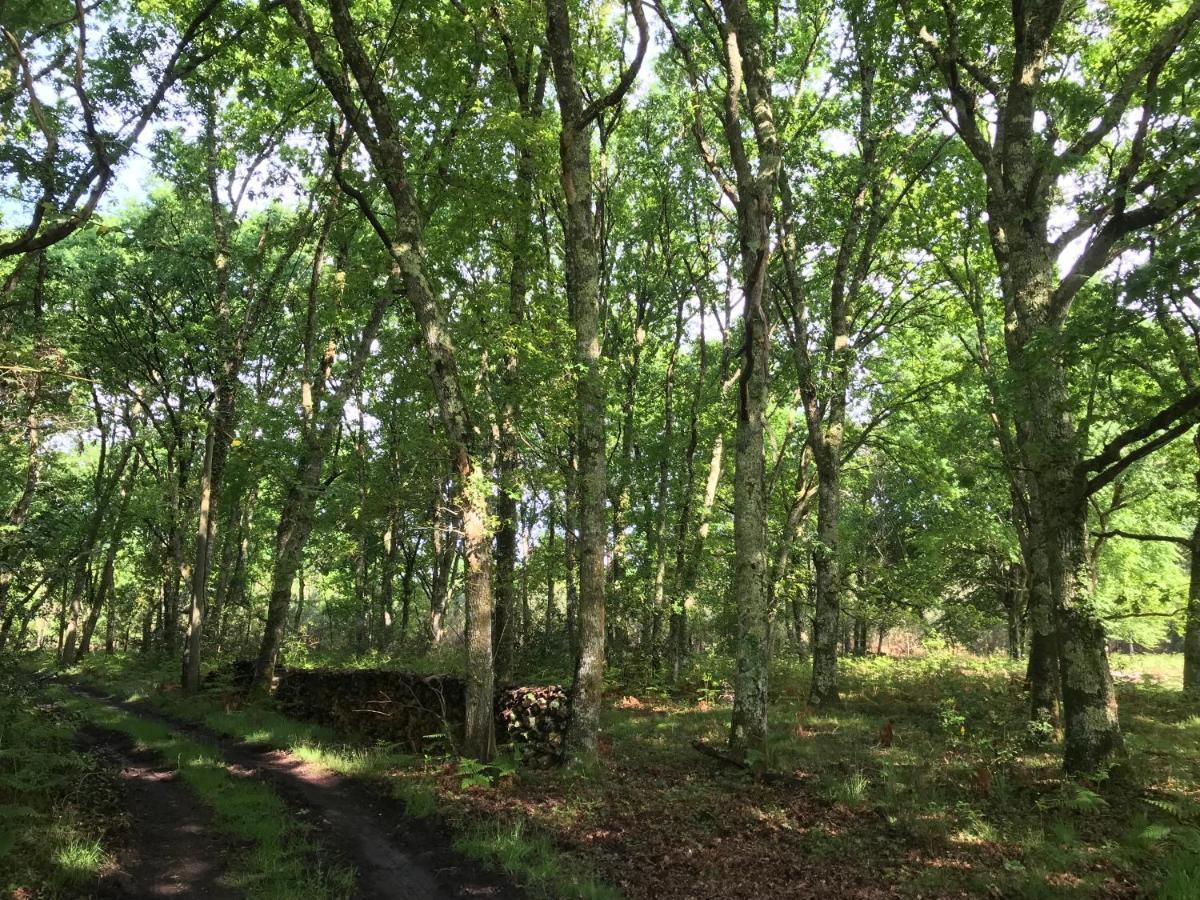 Spa et détente au cœur de la forêt des Landes Luglon Exterior foto